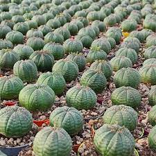 Green Euphorbia Obesa Flower seeds blooming in flower beds, containers, borders, and pollinator-friendly gardens