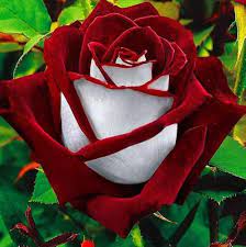 Rare Deep Red and White Osiria Ruby Rose Flower seeds blooming in flower beds, containers, borders, and pollinator-friendly gardens