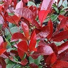 Photinia Serrulata Flower seeds blooming in flower beds, containers, borders, and pollinator-friendly gardens
