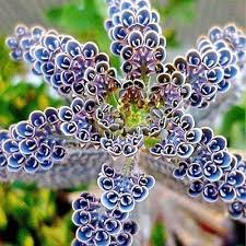 Blue Kalanchoe Flower seeds for Planting - Vibrant Colors, Heirloom & GMO Free Seeds for Home Garden
Sale seeds for planting in home garden