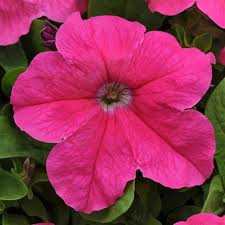 Cerise Pink Petunia Flower seeds for Planting - Seasonal Bloomer, Heirloom & GMO Free Seeds for Home Garden
Sale seeds for home garden