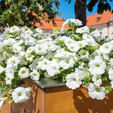 White Petunia Wave Flower seeds for Planting - Bright Blooms, Heirloom & GMO Free Seeds for Home Garden
Sale seeds for home garden