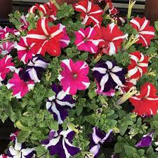 Multi-Colour Starry Petunia Flower seeds for Planting - Pollinator Friendly, Heirloom & GMO Free Seeds for Home Garden
Sale seeds for home garden