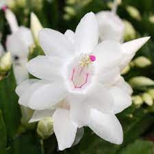 White Schlumbergera Flower seeds for Planting - Seasonal Bloomer, Heirloom & GMO Free Seeds for Home Garden
Sale seeds for home garden