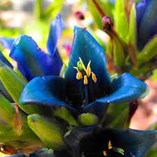 Blue Puya Alpestris Flower seeds for Planting - Low Maintenance, Heirloom & GMO Free Seeds for Home Garden
Sale seeds for planting in home garden