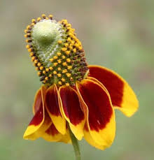 Ratibida Columnifera Flower seeds blooming in flower beds, containers, borders, and pollinator-friendly gardens