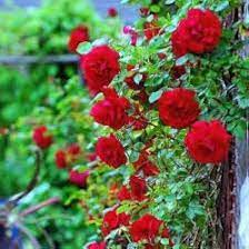 Red Climber Flower seeds for Planting - Easy to Grow, Heirloom & GMO Free Seeds for Home Garden
Sale seeds for planting in home garden
