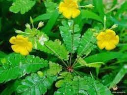 Biophytum Flower seeds for Planting - Garden Favorite, Heirloom & GMO Free Seeds for Home Garden
Sale seeds for home garden