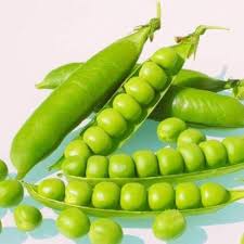Sugar Ann Snap Pea Planting Seeds