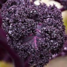 Red Veins Scarlet Kale Seeds for Planting