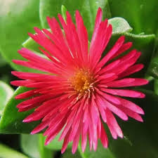 Vibrant Red Aptenia Cordifolia Flower Seeds for Easy Planting