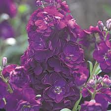 Violet Matthiola Flower seeds for Planting - Sun Loving, Heirloom & GMO Free Seeds for Home Garden