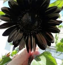 Black Giant Sunflower Seeds for Garden Planting