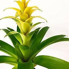 Yellow Bromeliad Tillandsia Flower seeds for Planting - Cut Flower Favorite, Heirloom & GMO Free Seeds for Home Garden
Sale seeds for home garden
