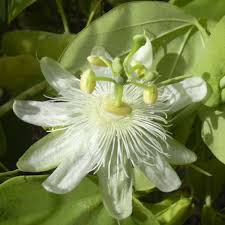 White Passiflora Biflora Flower Seeds for Planting Seed for Elegant White Blooms in Gardens