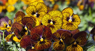 Planting Guide for Mixed Viola Tiger Flower Seeds
