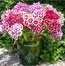 White and Red Dianthus Flower Seeds for Vibrant Garden Displays - Seed for Bright and Colorful Blooms