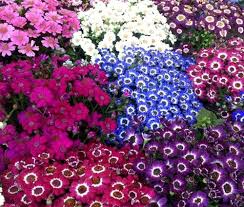 Mixed Cineraria Flower Seeds for Planting – Heirloom NonGMO High Germination Organic Garden Seeds for Colorful Bloom Displays
Sale for planting in home garden