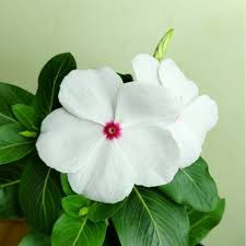 White Pink Periwinkle Flower Seeds for Planting Create a Beautiful Garden Display with Lovely Blossoms