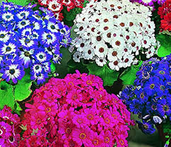 Mixed Color Florist's Cineraria Flower Seeds Easy to Grow Heirloom NonGMO Organic Garden Seeds for Planting
Sale
