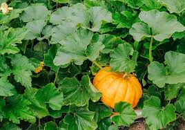 Yellow Pumpkin Vegetable Planting Seeds