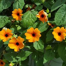 Orange Thunbergia Flower Planting Seeds