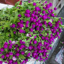 Gnome Series Gomphrena Seeds for Planting