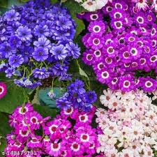 Mixed Cineraria Flower Seeds for Planting – Heirloom NonGMO High Germination Organic Garden Seeds for Colorful Bloom Displays
Sale