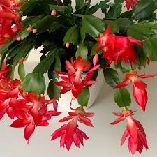 Red Schlumbergera Flower seeds for Planting - Long Bloom Season, Heirloom & GMO Free Seeds for Home Garden