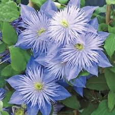 Sky Blue Clematis Flower Seeds for Planting – Heirloom NonGMO High Germination Organic Garden Seeds for DroughtTolerant Vines
Sale for planting in home garden