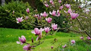 Magnolia Flower Planting Seeds - Grow Stunning Blooms in Your Garden