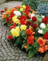 Begonia Mixed Seeds for Planting Colorful Annual Flowers