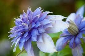 Sky Blue Clematis Flower Seeds for Planting – Heirloom NonGMO High Germination Organic Garden Seeds for DroughtTolerant Vines
Sale