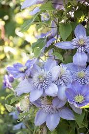 Sky Blue Clematis Flower Seeds for Planting – Heirloom NonGMO High Germination Organic Garden Seeds for DroughtTolerant Vines
Sale