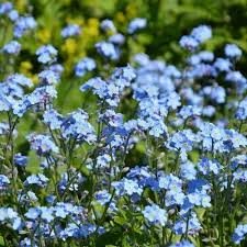 Cynoglossum Flower seeds for Planting - Hardy Variety, Heirloom & GMO Free Seeds for Home Garden