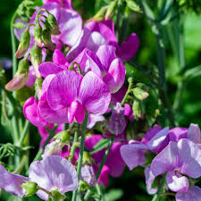 Peach Sweet Pea Flower Seeds for Planting – Heirloom NonGMO High Germination Organic Garden Seeds
Sale for planting in home garden