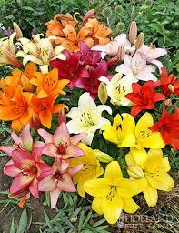 Lilium Mix Planting Seeds - Vibrant Garden Blooms for Spring & Fall