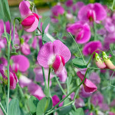 Peach Sweet Pea Flower Seeds for Planting – Heirloom NonGMO High Germination Organic Garden Seeds
Sale