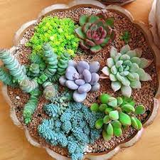 Mixed Sempervivum Hybridum Flower seeds for Planting - Garden Favorite, Heirloom & GMO Free Seeds for Home Garden
Sale seeds for home garden