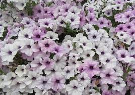 Petunia Tidal Wave Silver Flower seeds for Planting - Seasonal Bloomer, Heirloom & GMO Free Seeds for Home Garden
Sale seeds for home garden