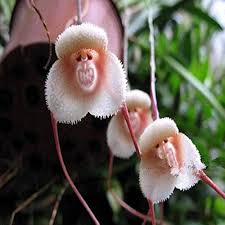 Monkey Face Light Pink Orchids Flower seeds for Planting - Hardy Variety, Heirloom & GMO Free Seeds for Home Garden
Sale seeds for home garden