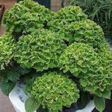 Dark Green Hydrangea Flower seeds for Planting - Easy to Grow, Heirloom & GMO Free Seeds for Home Garden
Sale seeds for home garden