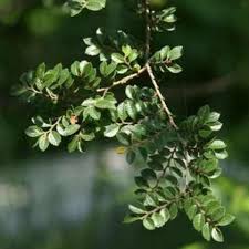 Green Eucalyptus Parvifolia Flower seeds for Planting - Sun Loving, Heirloom & GMO Free Seeds for Home Garden
Sale seeds for home garden
