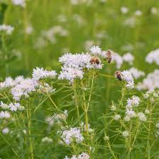 White Mountain Mint Flower seeds for Planting - Drought Tolerant, Heirloom & GMO Free Seeds for Home Garden
Sale seeds for planting in home garden