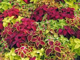 Mix Coleus Canina Flower seeds for Planting - Cottage Garden Essential, Heirloom & GMO Free Seeds for Home Garden
Sale seeds for home garden