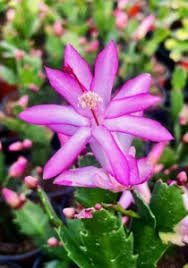 Violet Schlumbergera Flower Seeds for Planting – Heirloom NonGMO High Germination Organic Garden Seeds for Exotic Indoor Blooms
Sale for planting in home garden