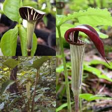 Green Arisaema Triphyllum Flower seeds for Planting - Sun Loving, Heirloom & GMO Free Seeds for Home Garden
Sale seeds for home garden