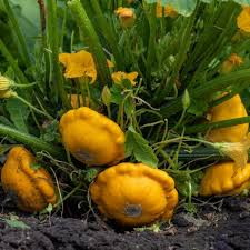 Yellow Scallop Vegetable Seeds Perfect for Planting