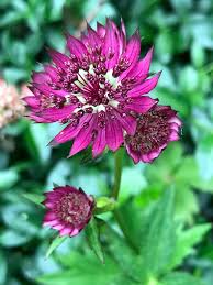 Purple Astrantia Flower Seeds for Planting