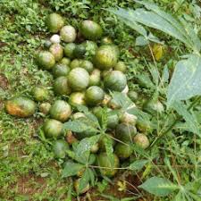 Green Cucumeropsis Seeds for Planting - High-Quality Vegetable Seeds